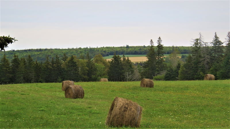 Image of baled hay in a field near our BnB