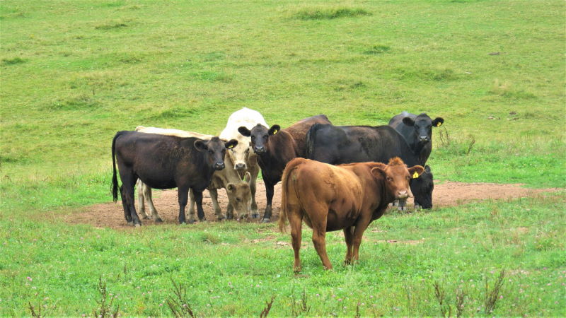 Image of group of cows in a pasture
