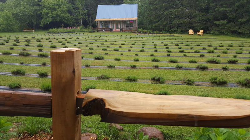 Trish and Paul's Lavender shop next door.