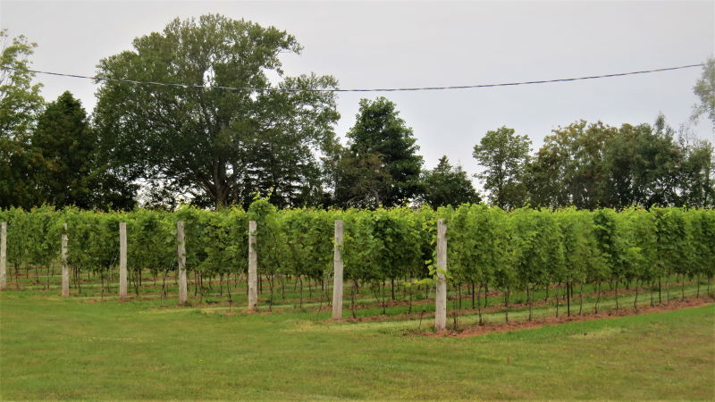 Image of Matos Winery Vineyard