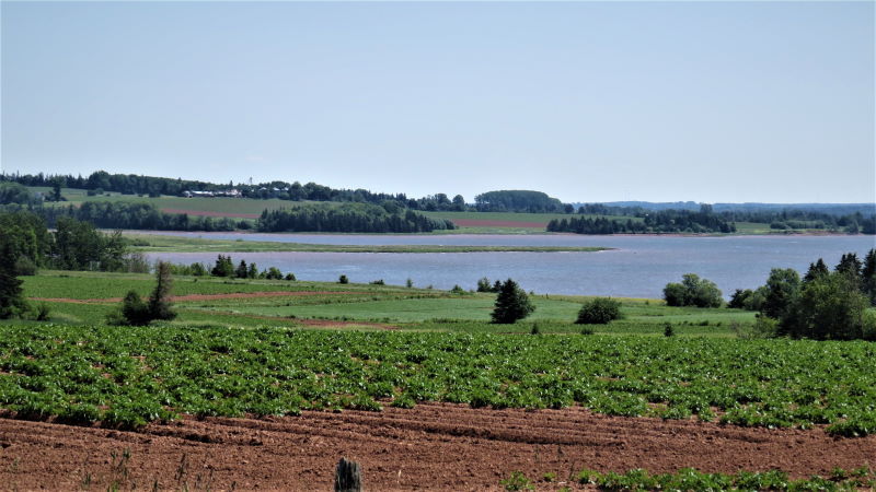 Image of potatoes growing in a field overlooking the North River near our BnB
