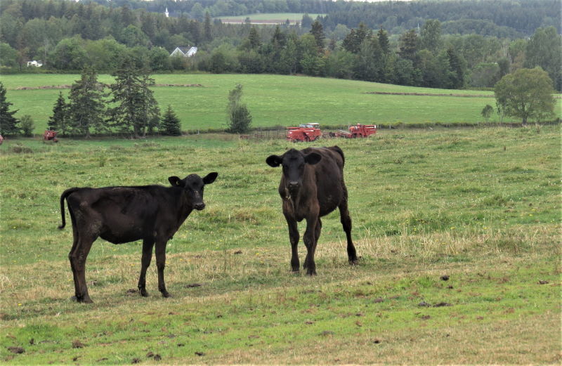 Image of two calves on a farm near our BnB